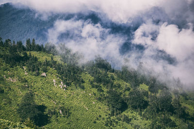 High angle view of plants growing on land