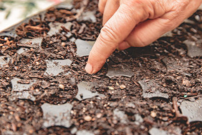 Close-up of finger sowing hemp seed into seedling tray