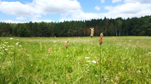 Scenic view of field against sky