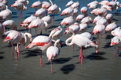 Flock of birds in lake