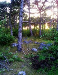 Trees in forest