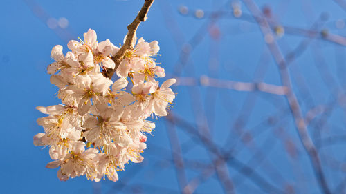 Close-up of cherry blossoms in spring