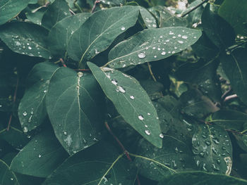 Close-up of wet plant leaves during rainy season