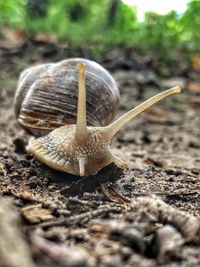 Close-up of snail on land