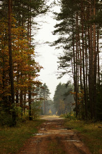 Trees in forest against sky