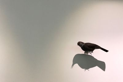 Bird perching on silhouette plant against clear sky