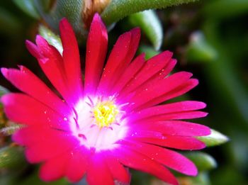 Macro shot of water drops on pink flower