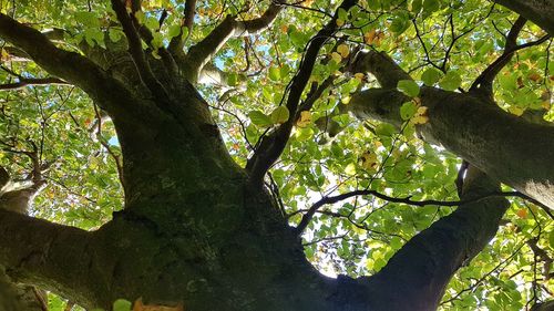 Low angle view of tree in forest