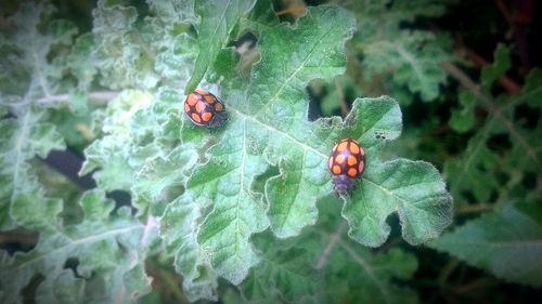 Close-up of ladybug on plant