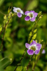 Close-up of purple flowering plant on field