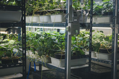 Plants growing in greenhouse