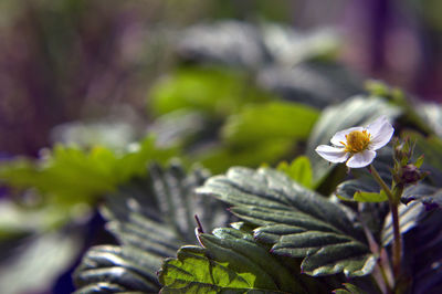 Close-up of flowers