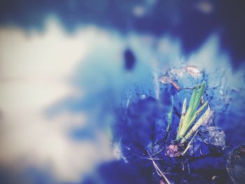 Close-up of insect on plant