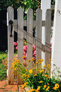 Flowers growing in a row