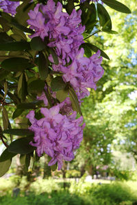 Close-up of blue flowers blooming on tree