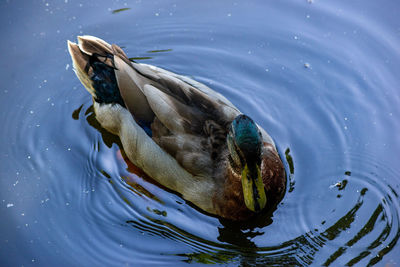 High angle view of mallard duck swimming in lake