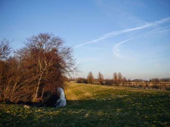 Trees on field against blue sky