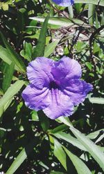 Close-up of purple flower