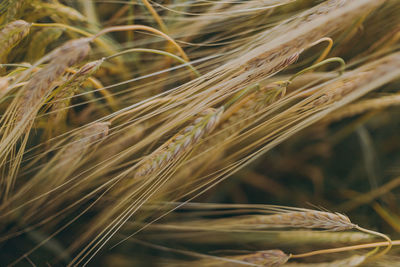 Close-up of wheat growing on field