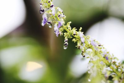 Close-up of butterfly on flowers