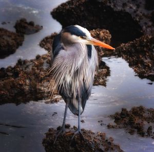 High angle view of gray heron perching at lakeshore