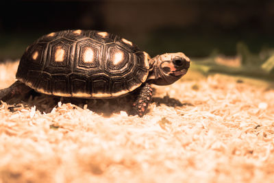 Close-up of a turtle