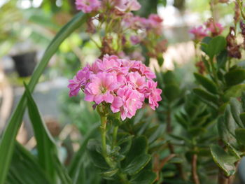 Close-up of pink flowering plants