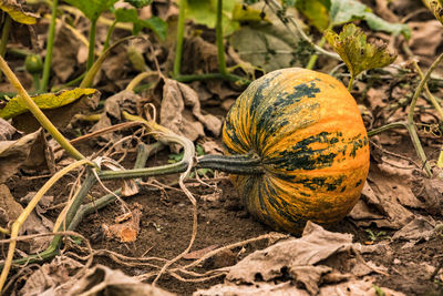 A pumpkin field with ripe styrian pumpkins to be harvested and used for halloween or thanksgiving