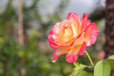 Close-up of pink rose