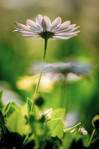 Close-up of flowering plant on field