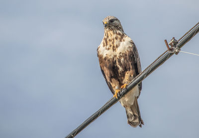 Low angle view of eagle perching on the sky