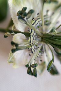 Close-up of white flowers