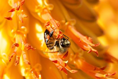 Cape honey bee sipping honey from an aloe flower.