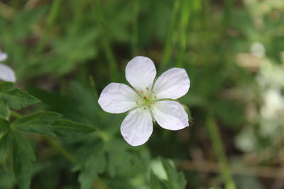 Close-up of white flower blooming outdoors