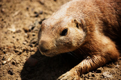 Close-up of animal on dirt