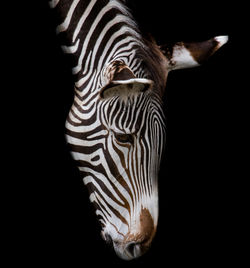 Close-up of zebra over black background