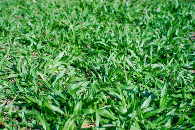 Full frame shot of fresh green field