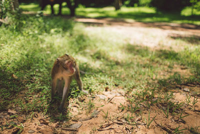 Monkey in a field