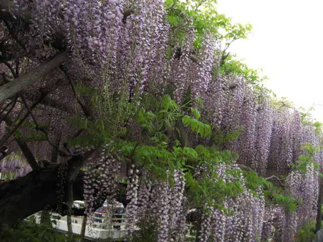 PLANTS GROWING ON TREE