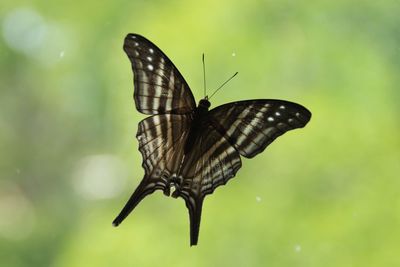 Close-up of butterfly on leaf