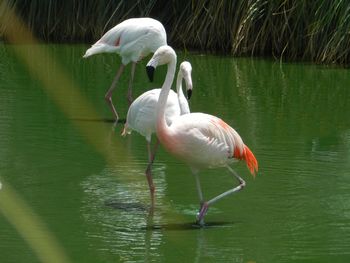 Flamingos on a lake