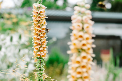 Yellow flowers blooming outdoors