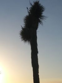 Low angle view of coconut palm tree against clear sky