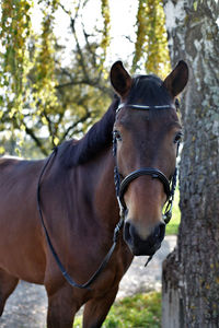 Close-up of horse