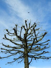 Low angle view of tree branch against sky