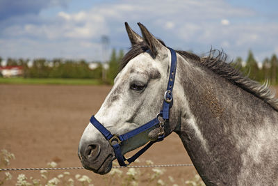 Gray speckled horse head on summer meadow