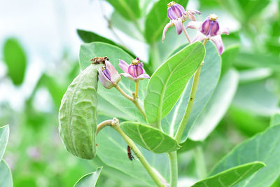 Close-up of insect on pink flower