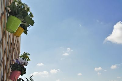 Low angle view of flowers against sky