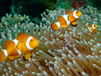 The common or false clownfish  in an anemone in el nido, palawan