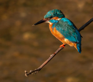 Close-up of bird perching on branch